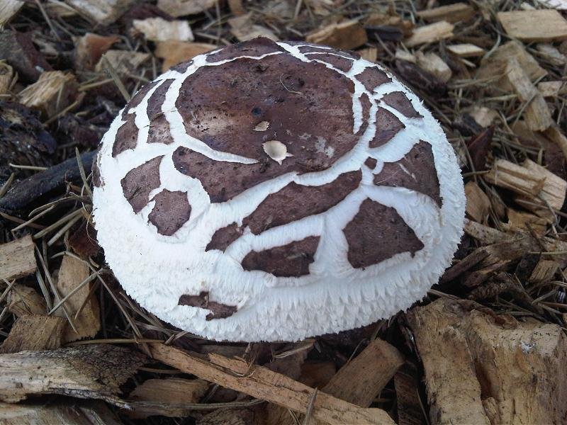 Royal Botanic Gardens, Kew