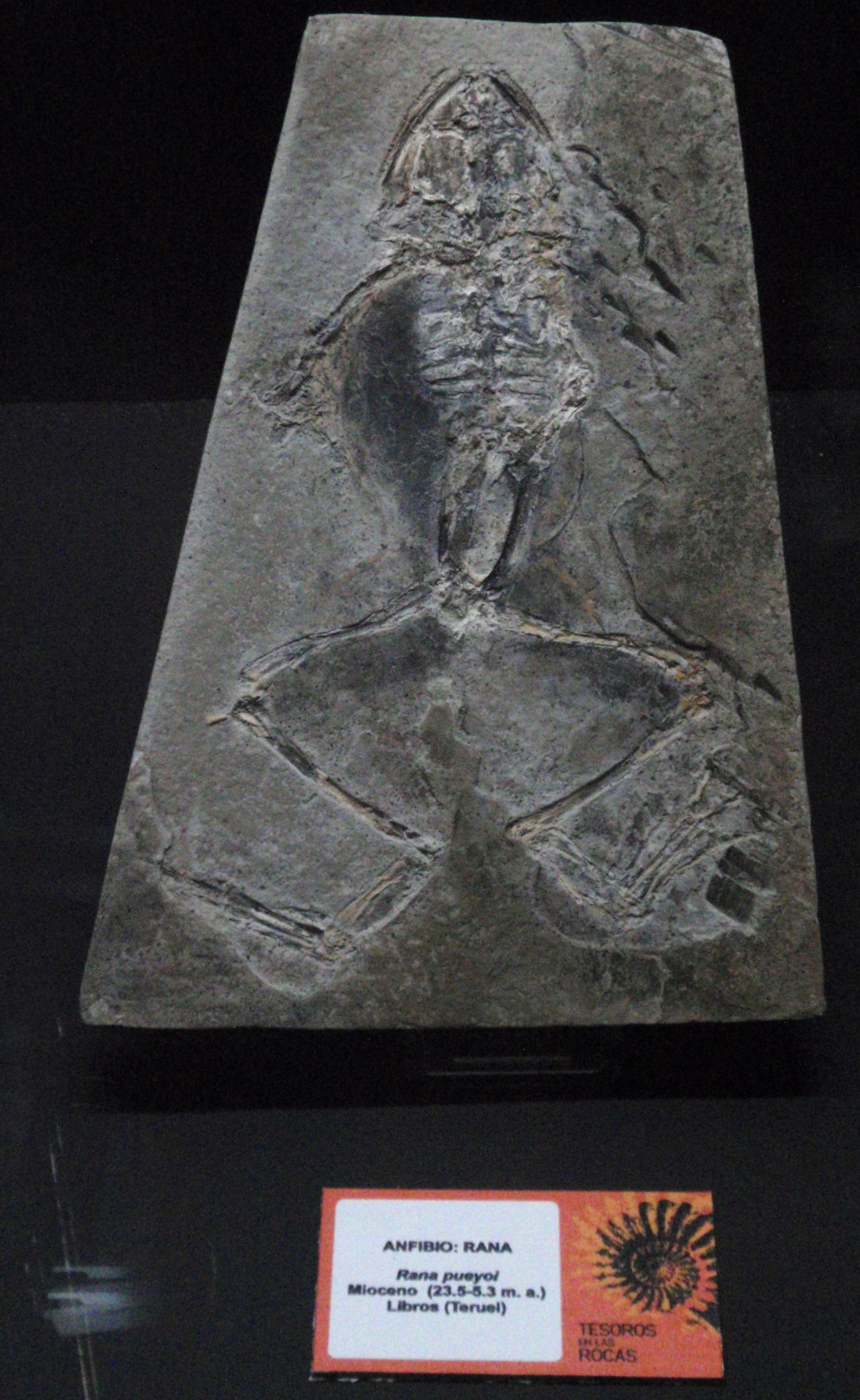 Museo Elder de la Ciencia y la Tecnología