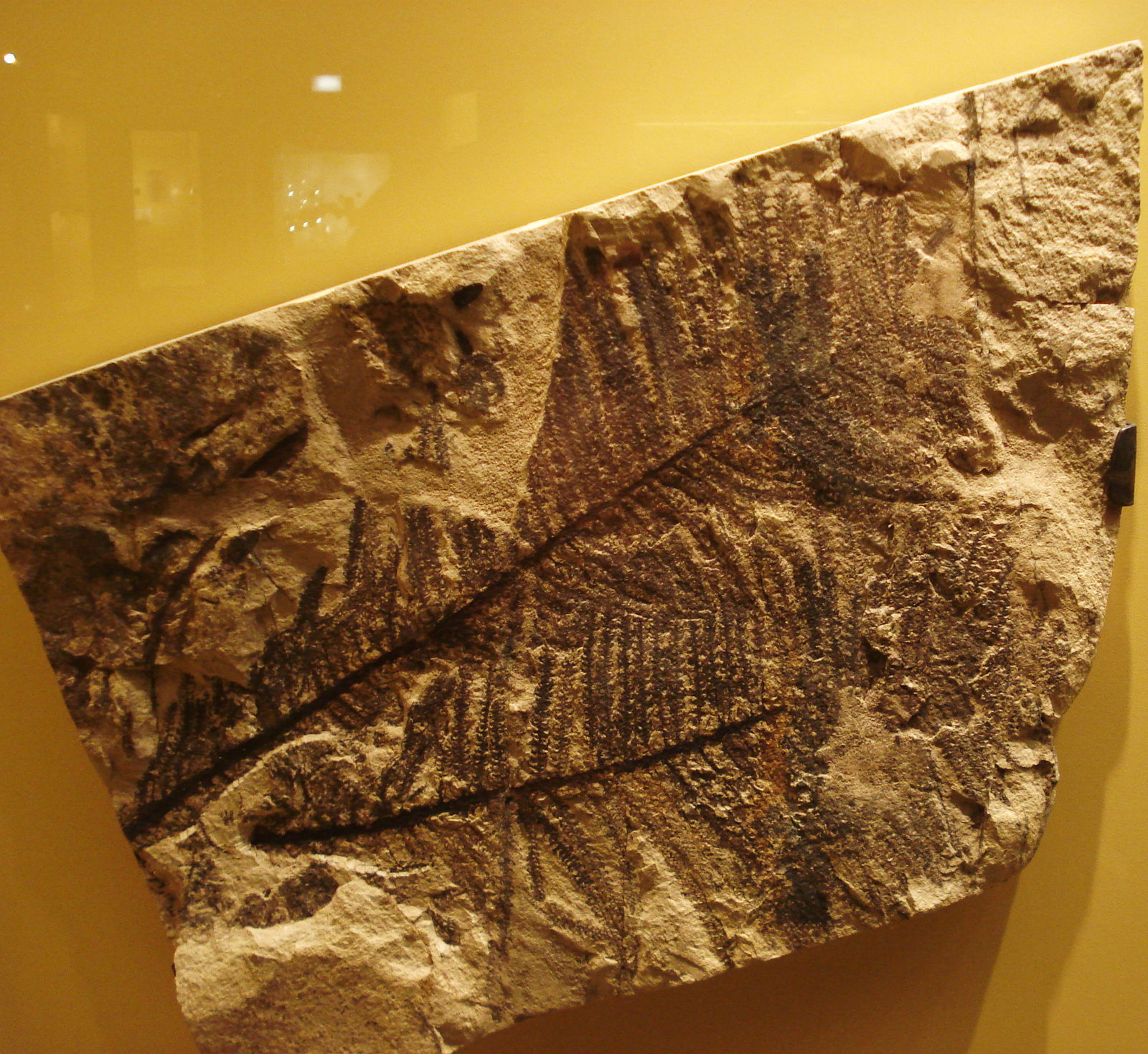 Museum Mensch und Natur