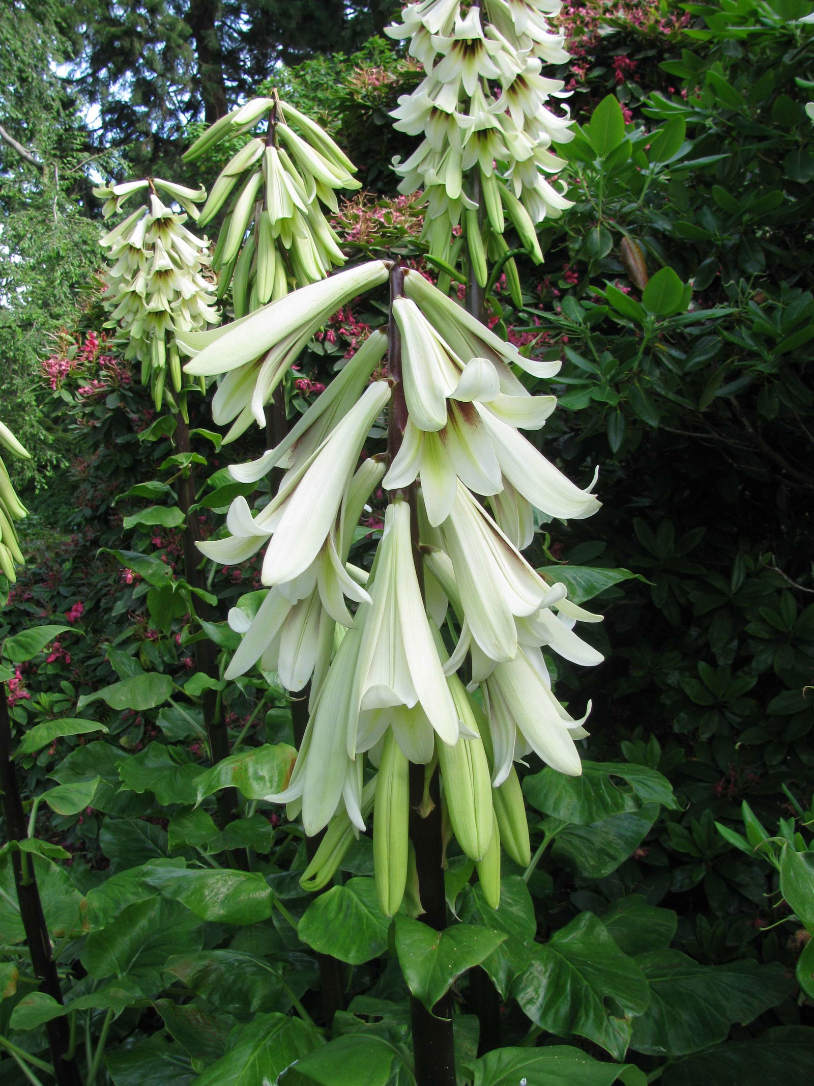 Royal Botanic Garden Edinburgh