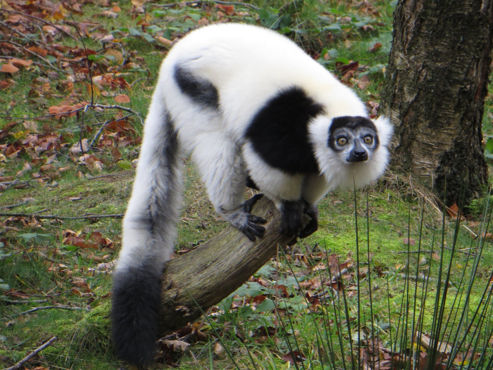 Monde Sauvage Safari Parc