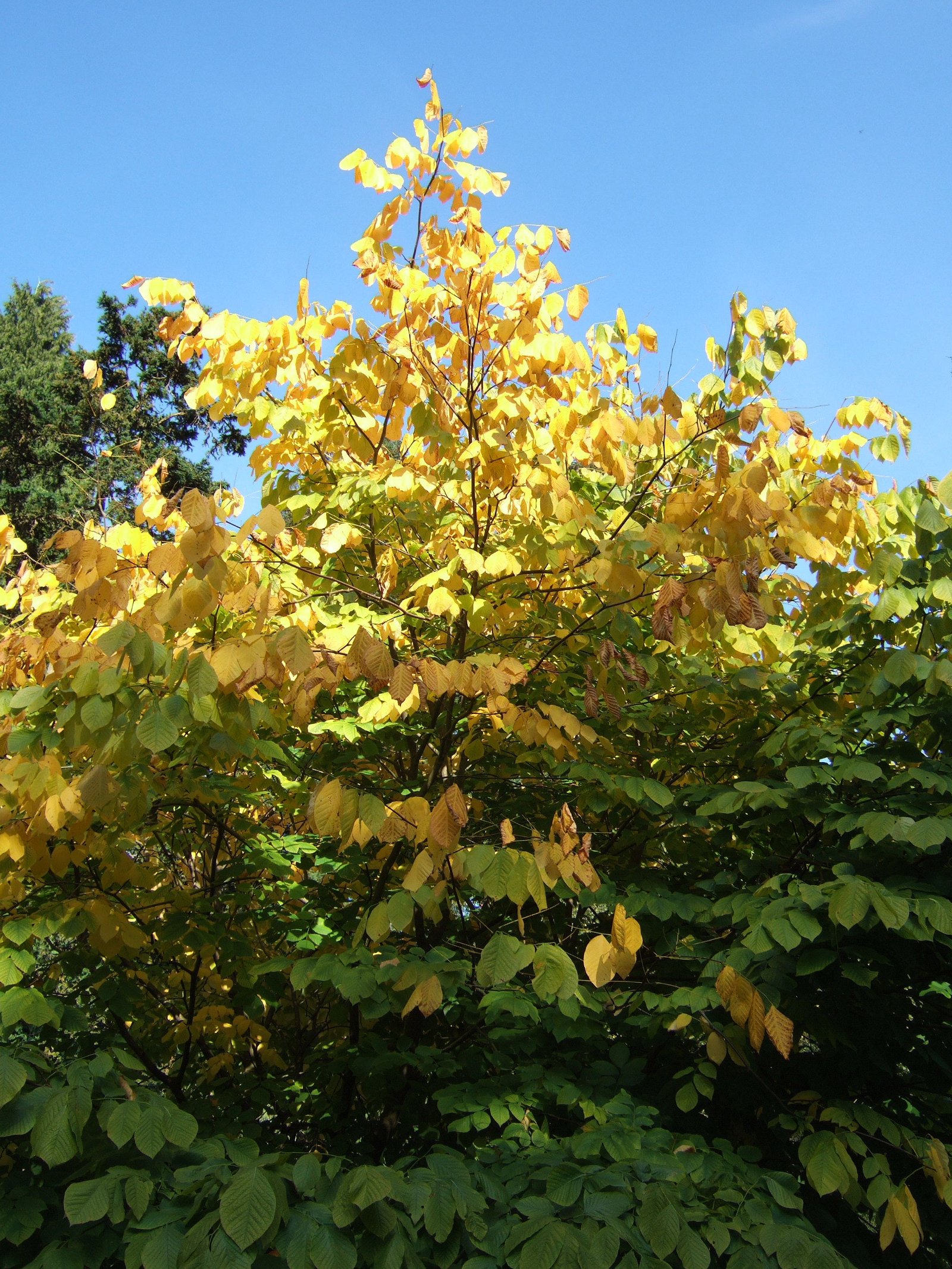 Westonbirt Arboretum