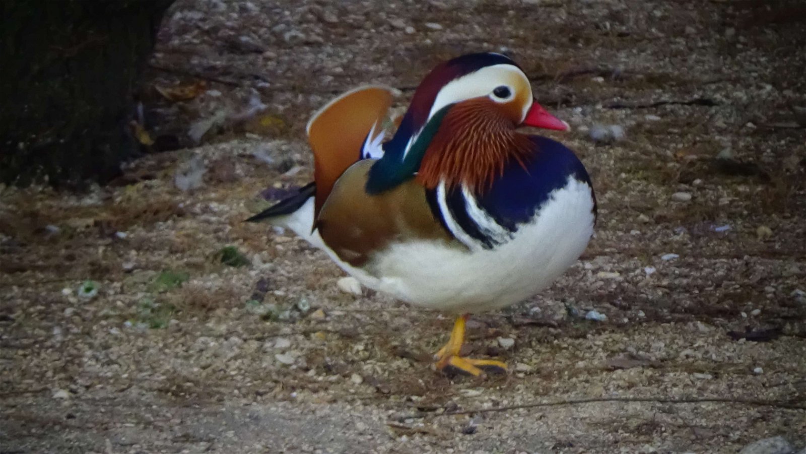 Ménagerie du Jardin des Plantes