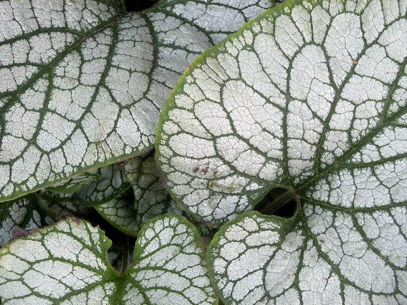 Jardín botánico de la Universidad de Oxford
