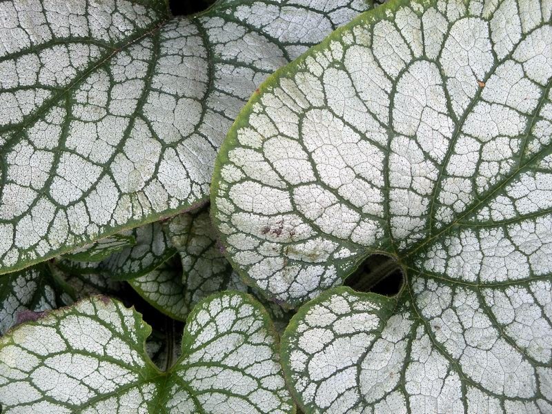 University of Oxford Botanic Garden