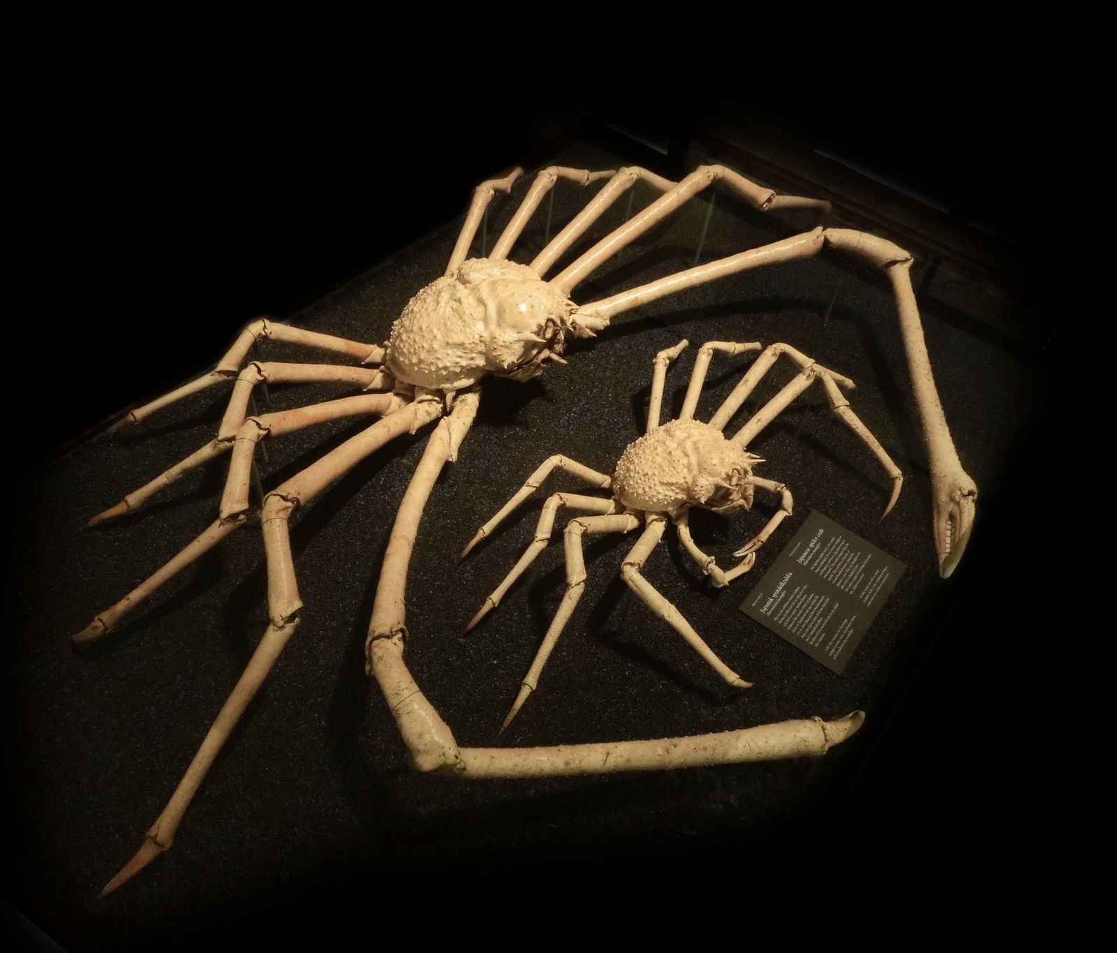 Göteborg Natural History Museum