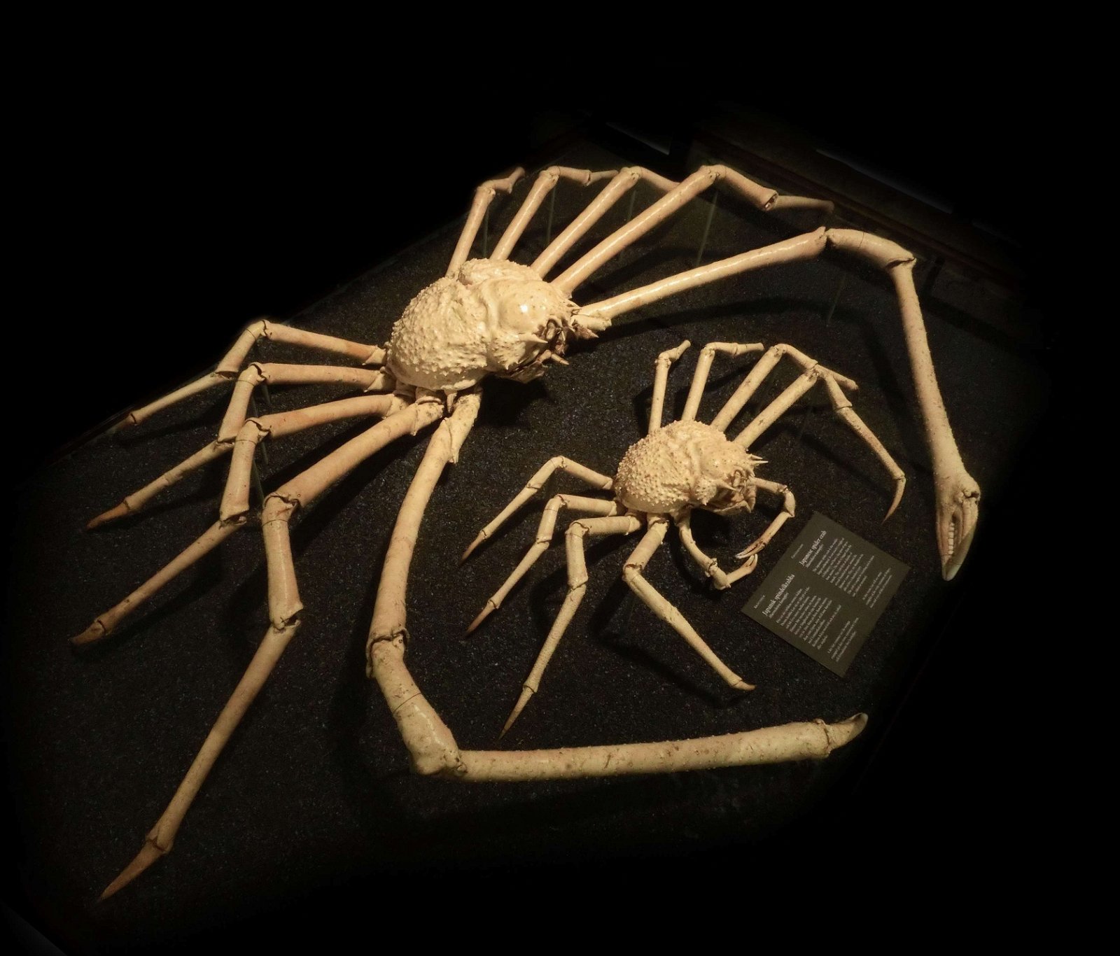 Göteborg Natural History Museum