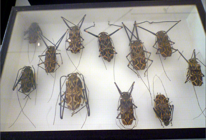 Museo Civico di Zoologia