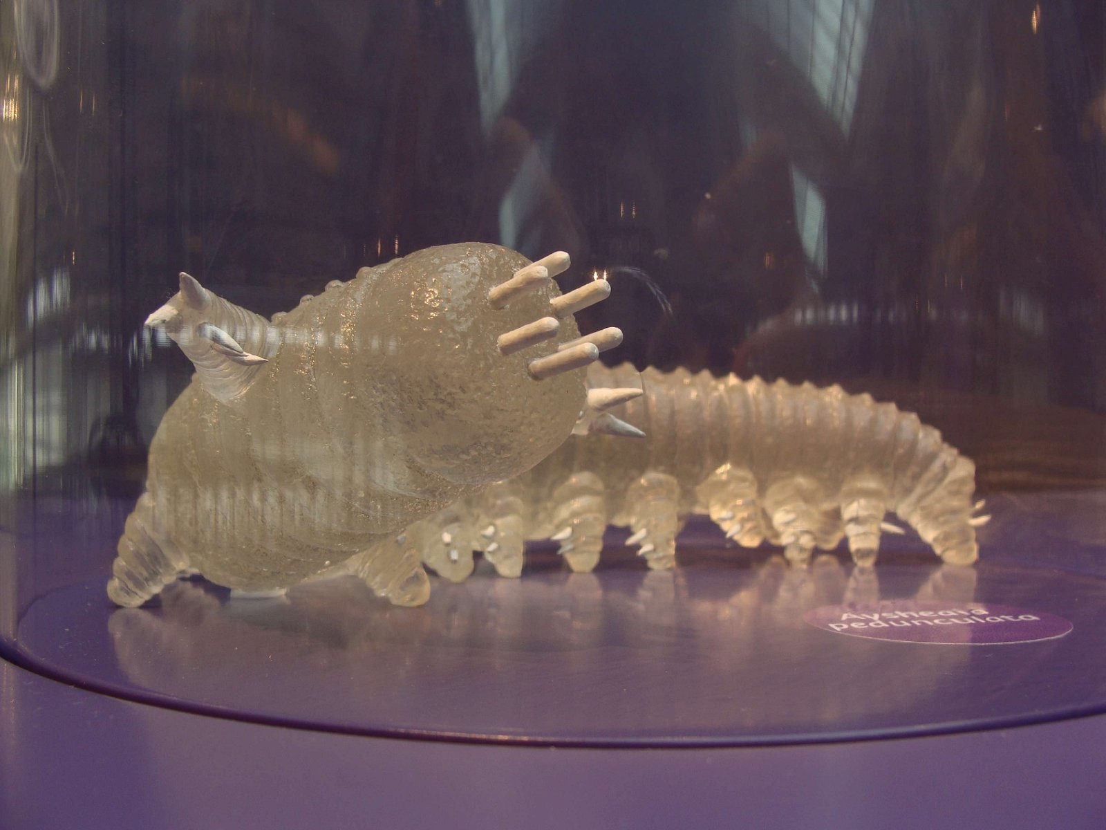 Natural Science Museum of Belgium