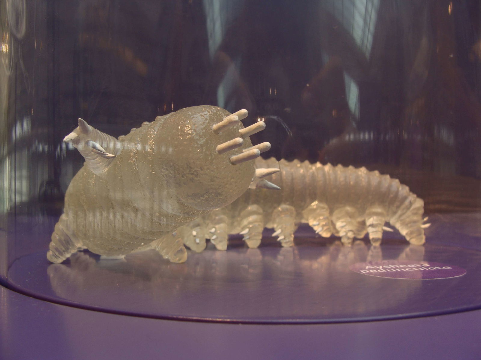 Natural Science Museum of Belgium