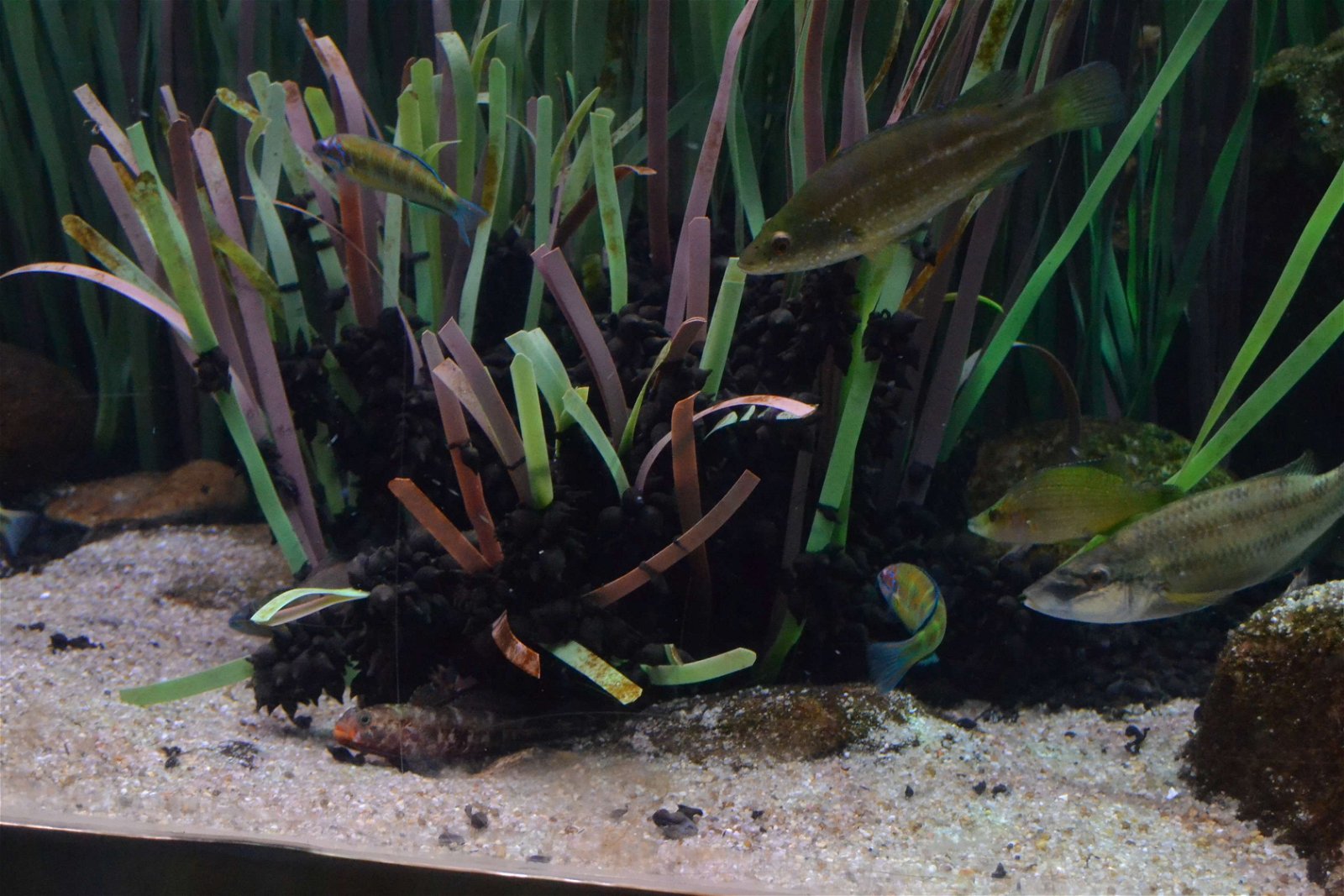 L’Aquàrium de Barcelona