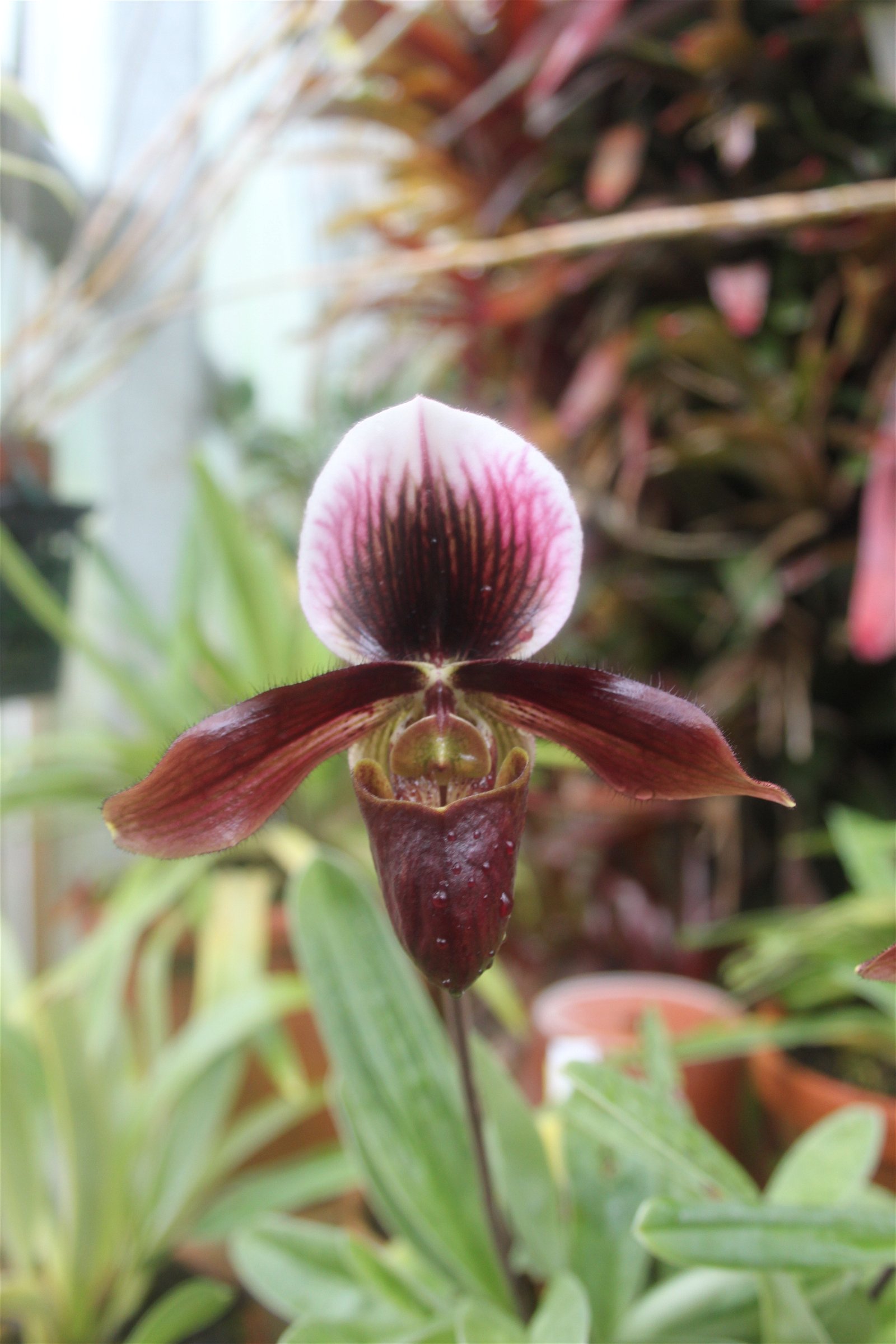 University of Bristol Botanic Garden
