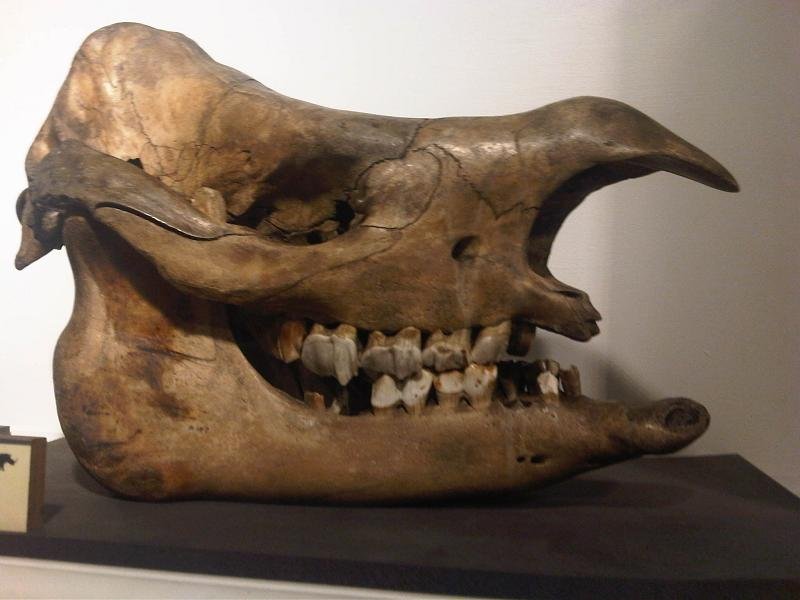 Grant Museum of Zoology