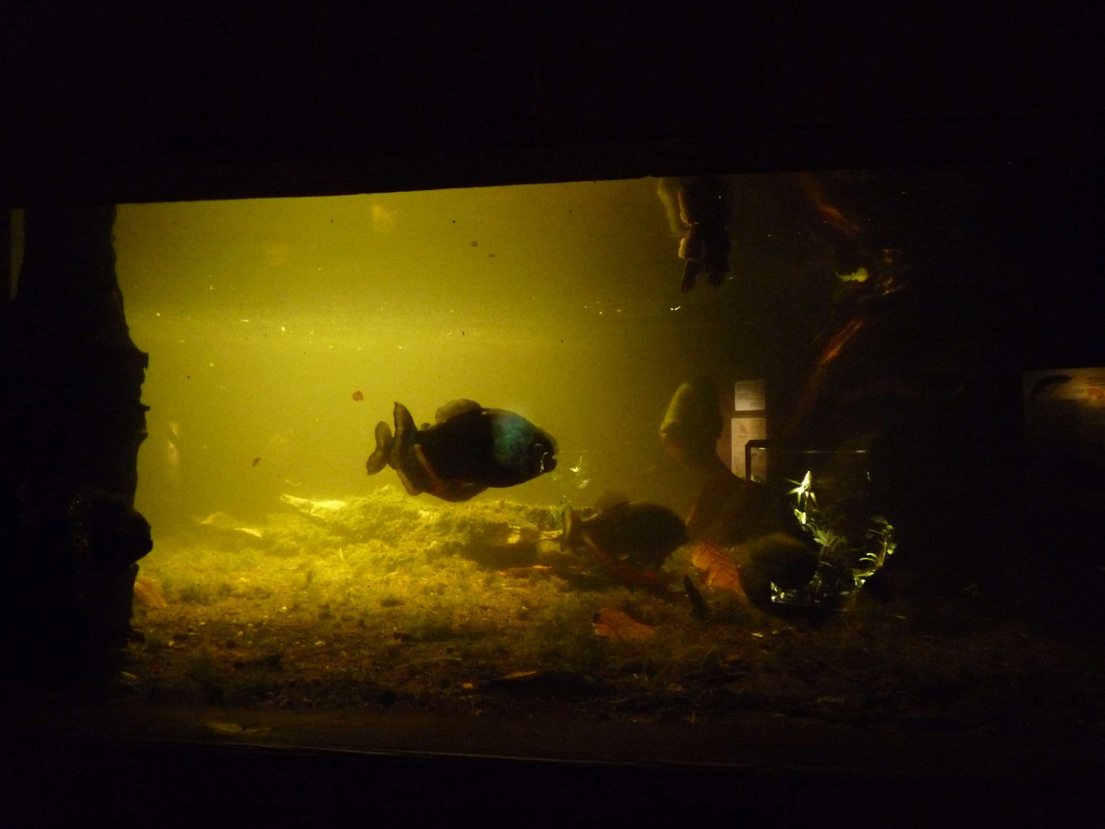 Aquaria Water Museum