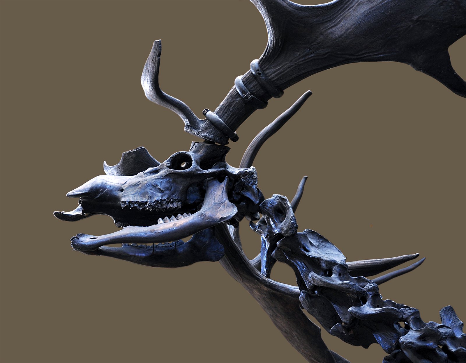 Gallery of Paleontology and Comparative Anatomy