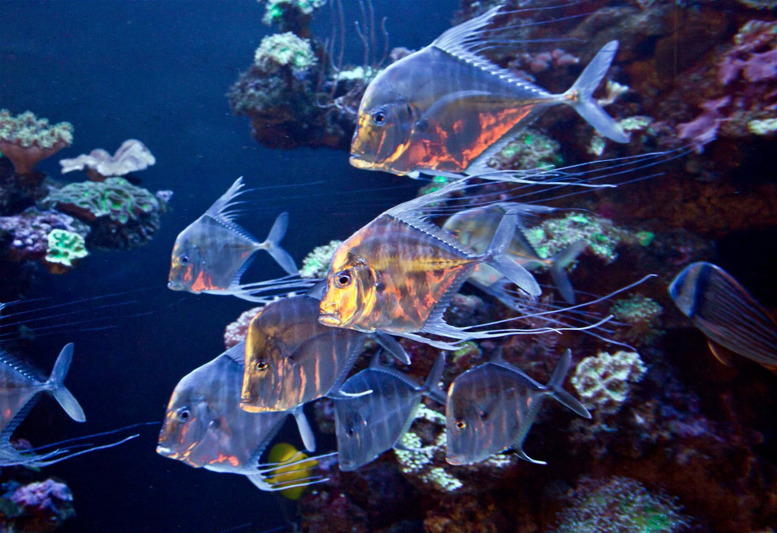 Palma Aquarium