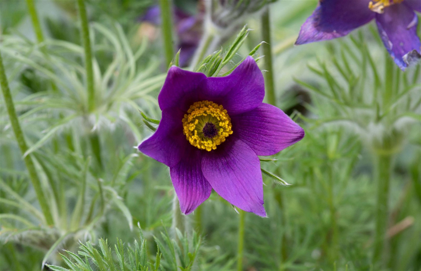 Stewart's Burnby Hall Gardens and Museum