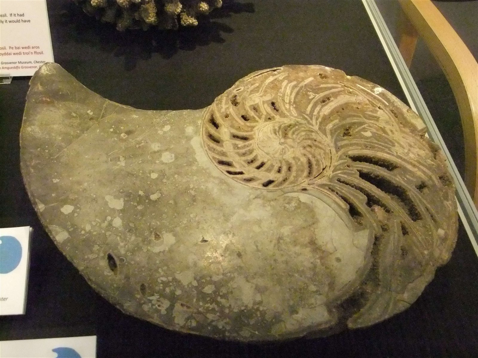 Wrexham County Borough Museum and Archives