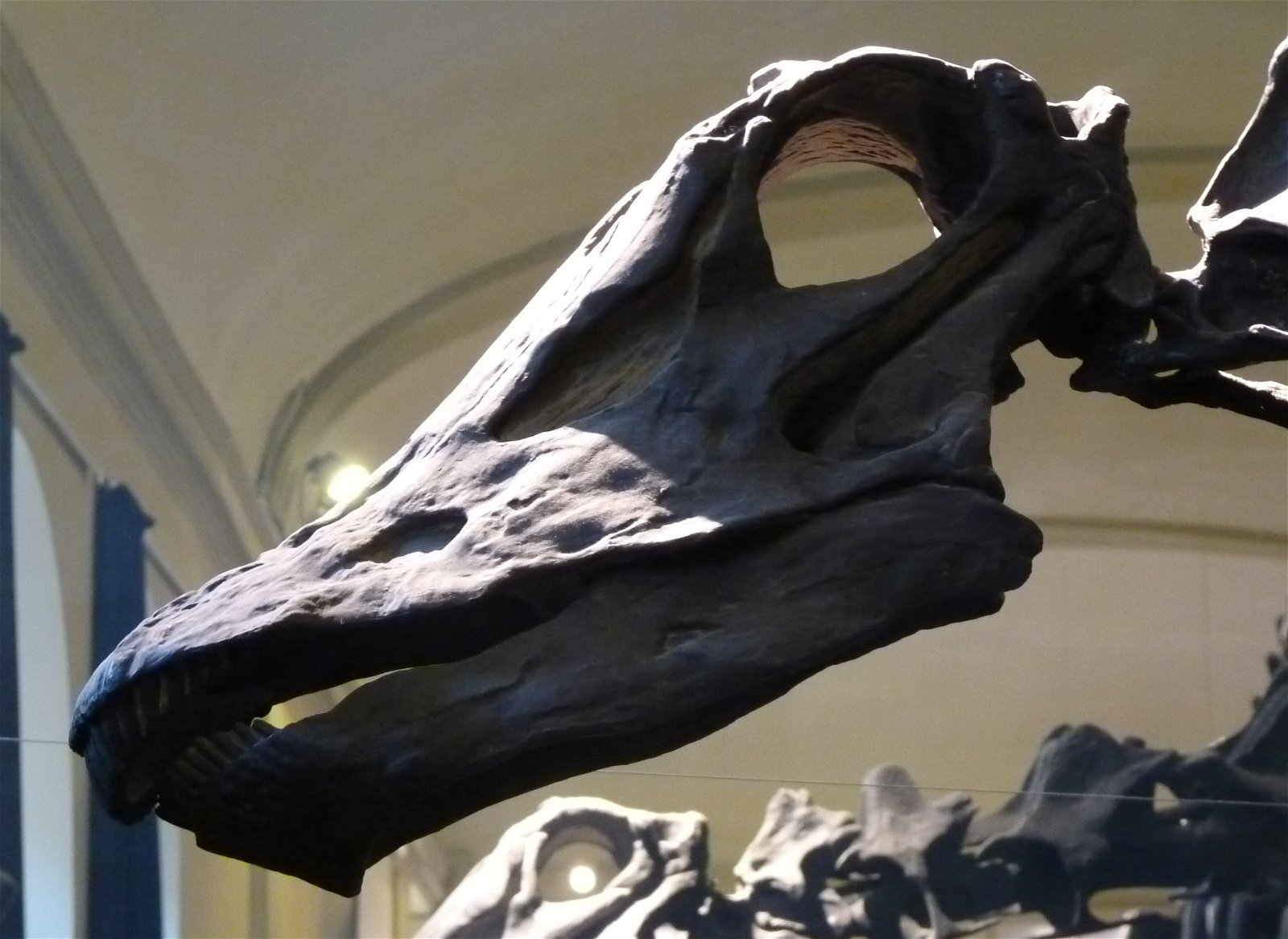 Museo Geologico Giovanni Capellini