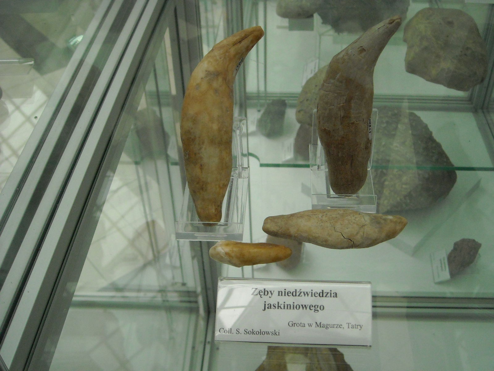 Geological Museum of the Polish Geological Institute
