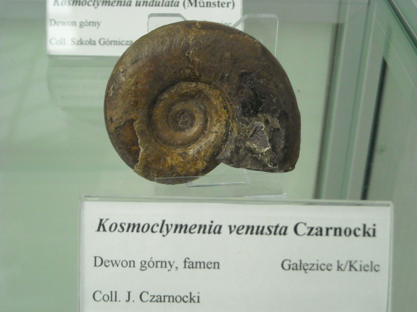 Geological Museum of the Polish Geological Institute