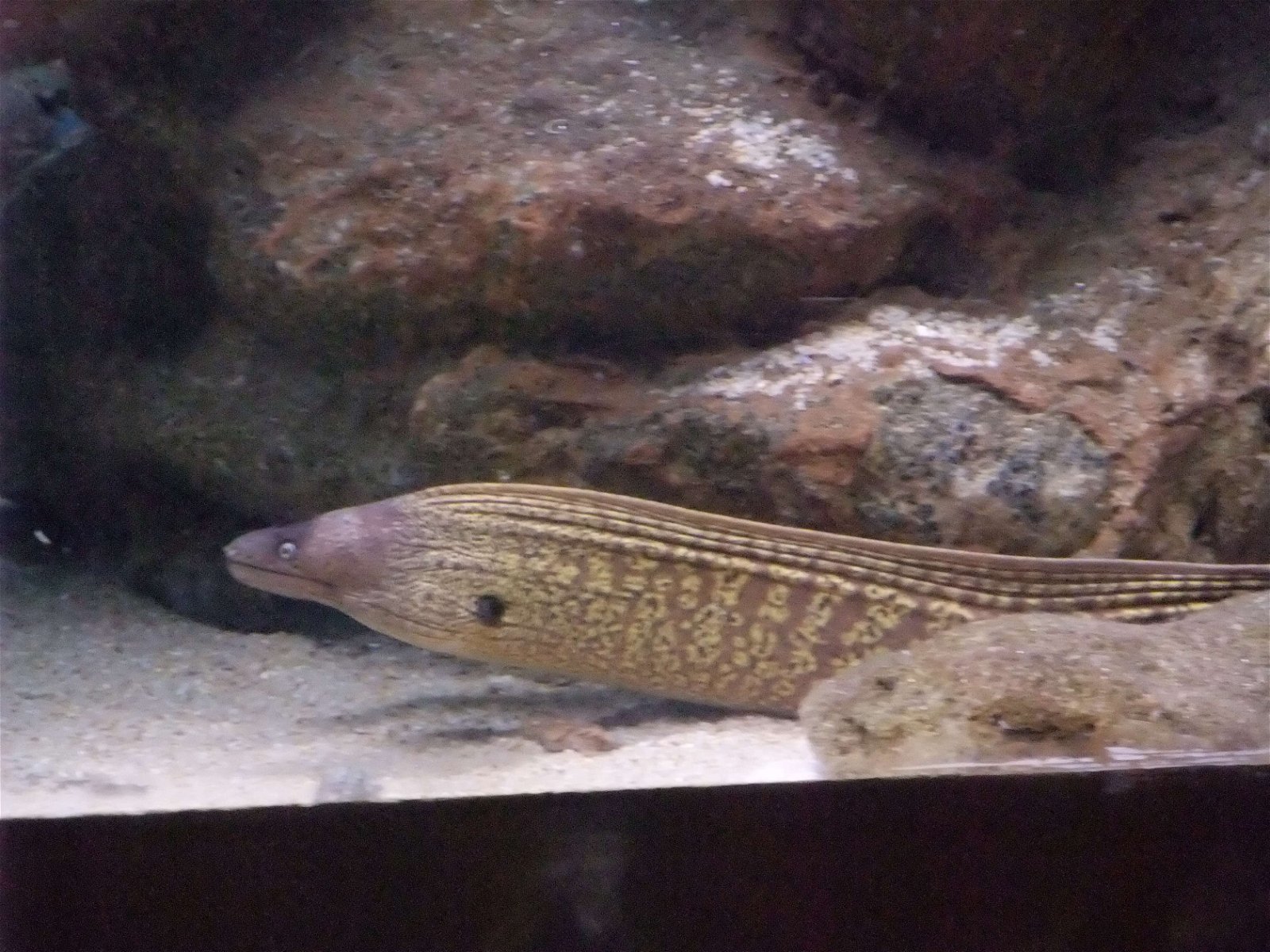 L’Aquàrium de Barcelona