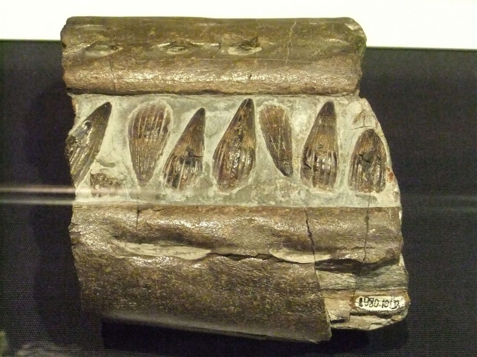 Wrexham County Borough Museum and Archives