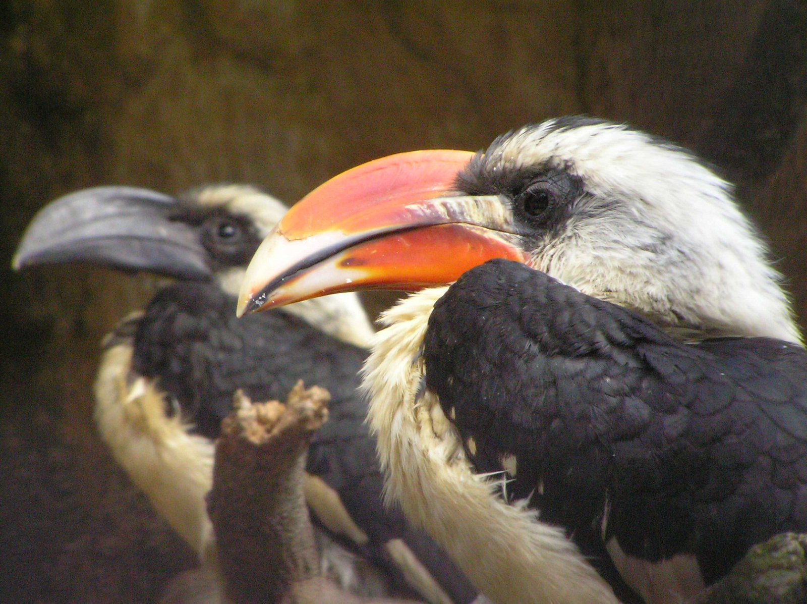 ZOO Antwerpen