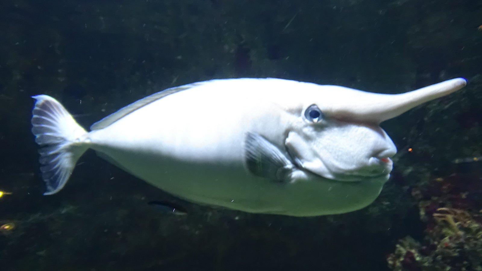 Aquarium de la Porte Dorée