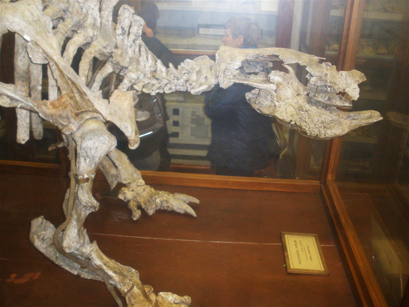 Museo Geologico Giovanni Capellini