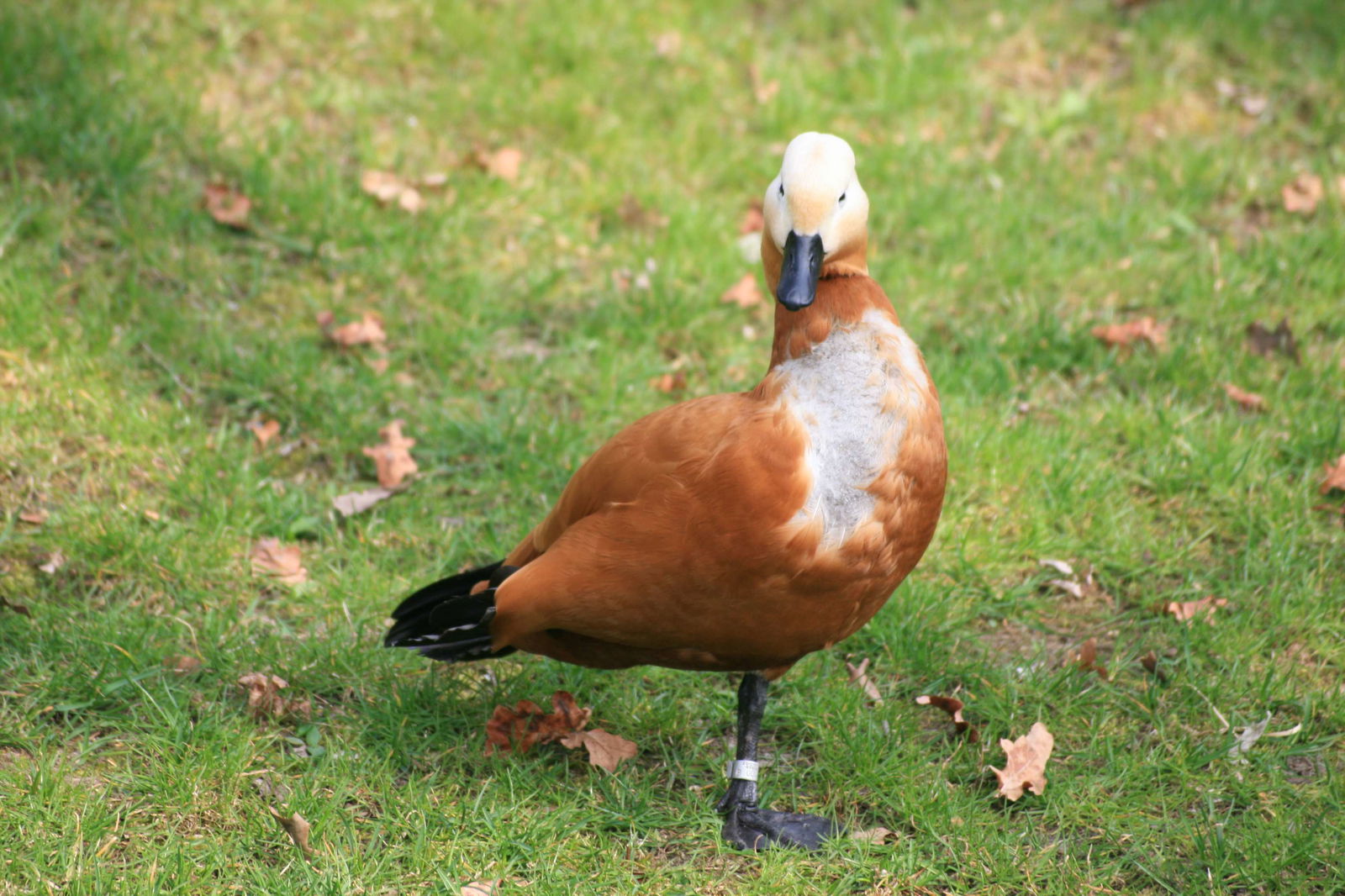 Berlin Zoological Garden