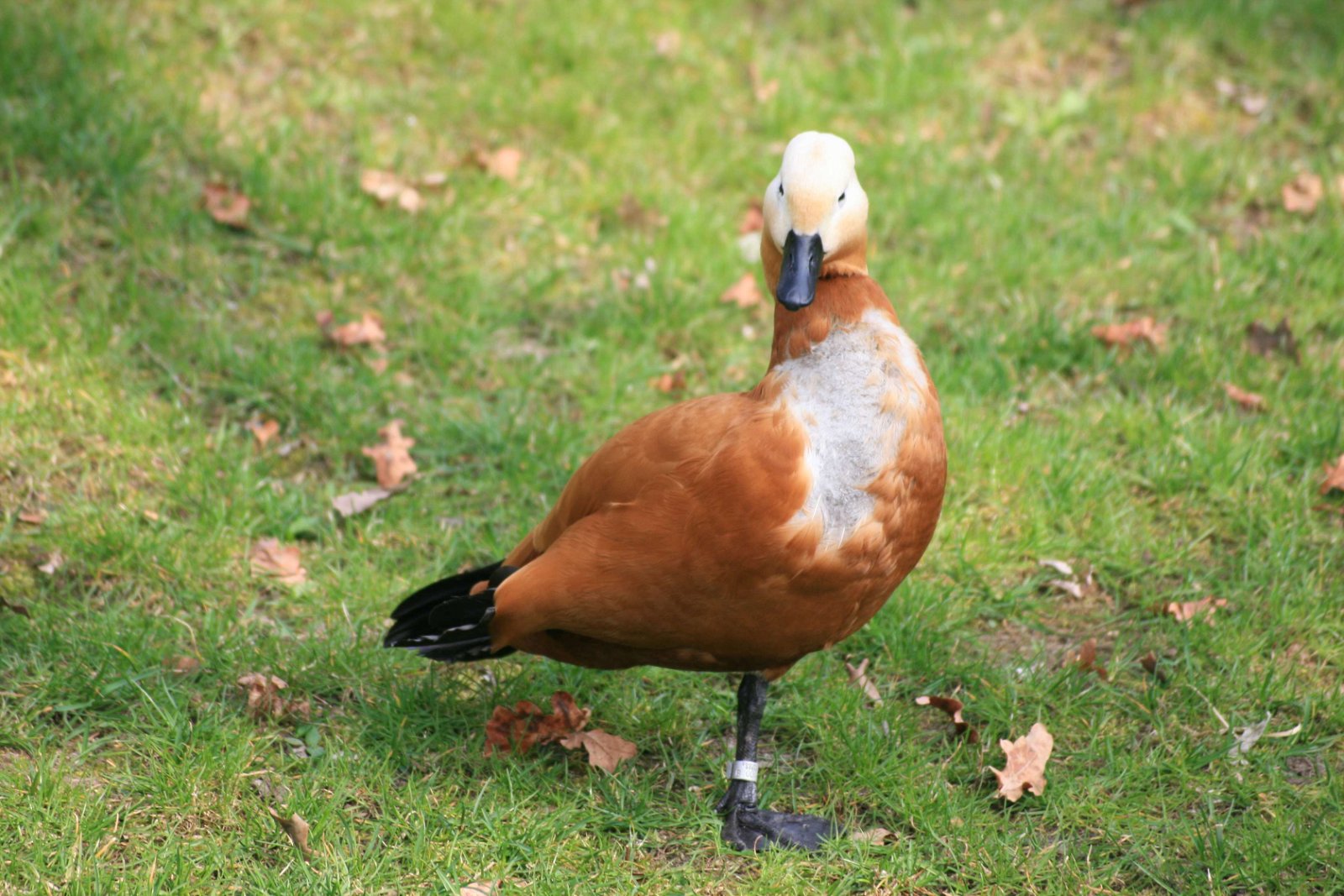 Berlin Zoological Garden