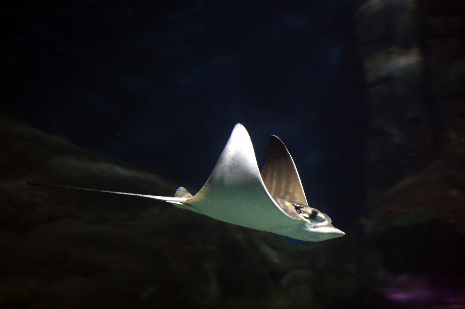 Oceanogràfic of Valencia