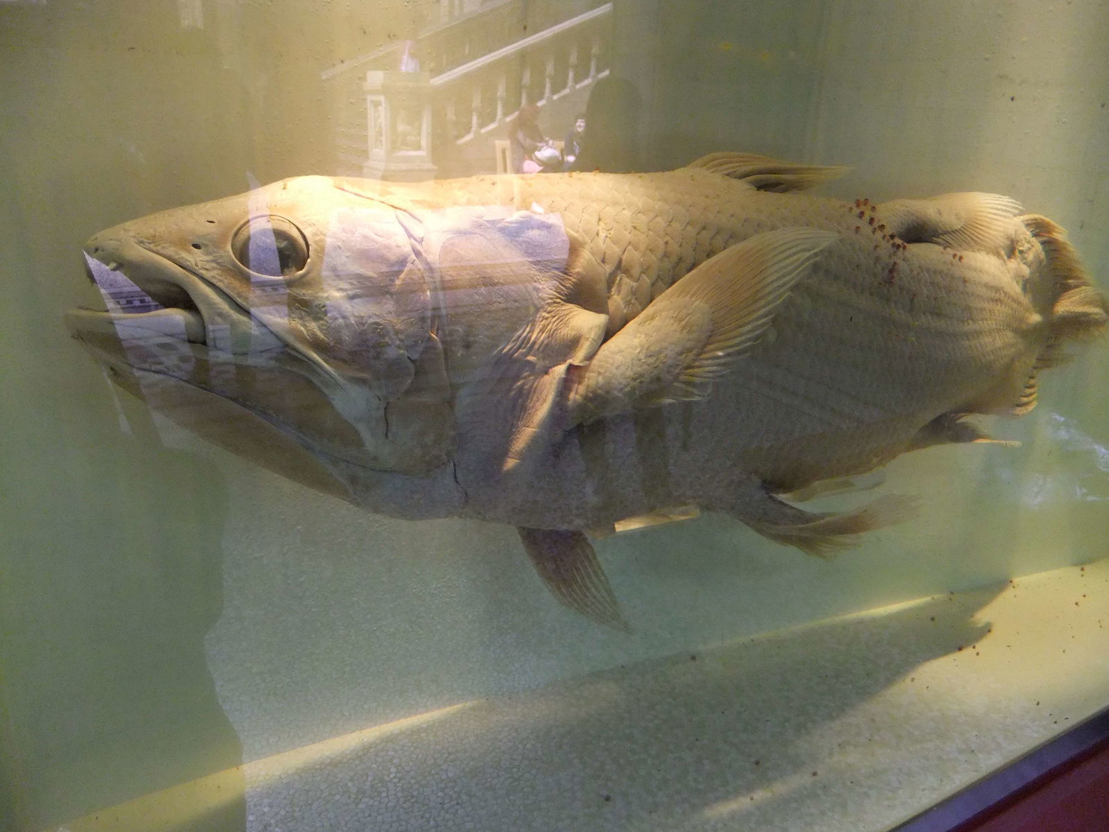 Natural History Museum