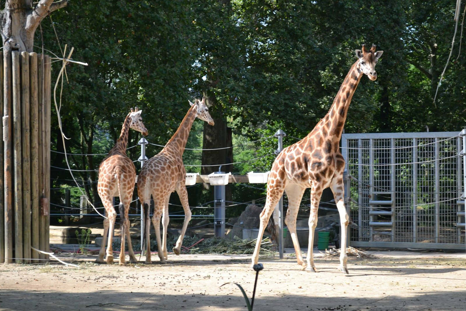 ZOO Antwerpen