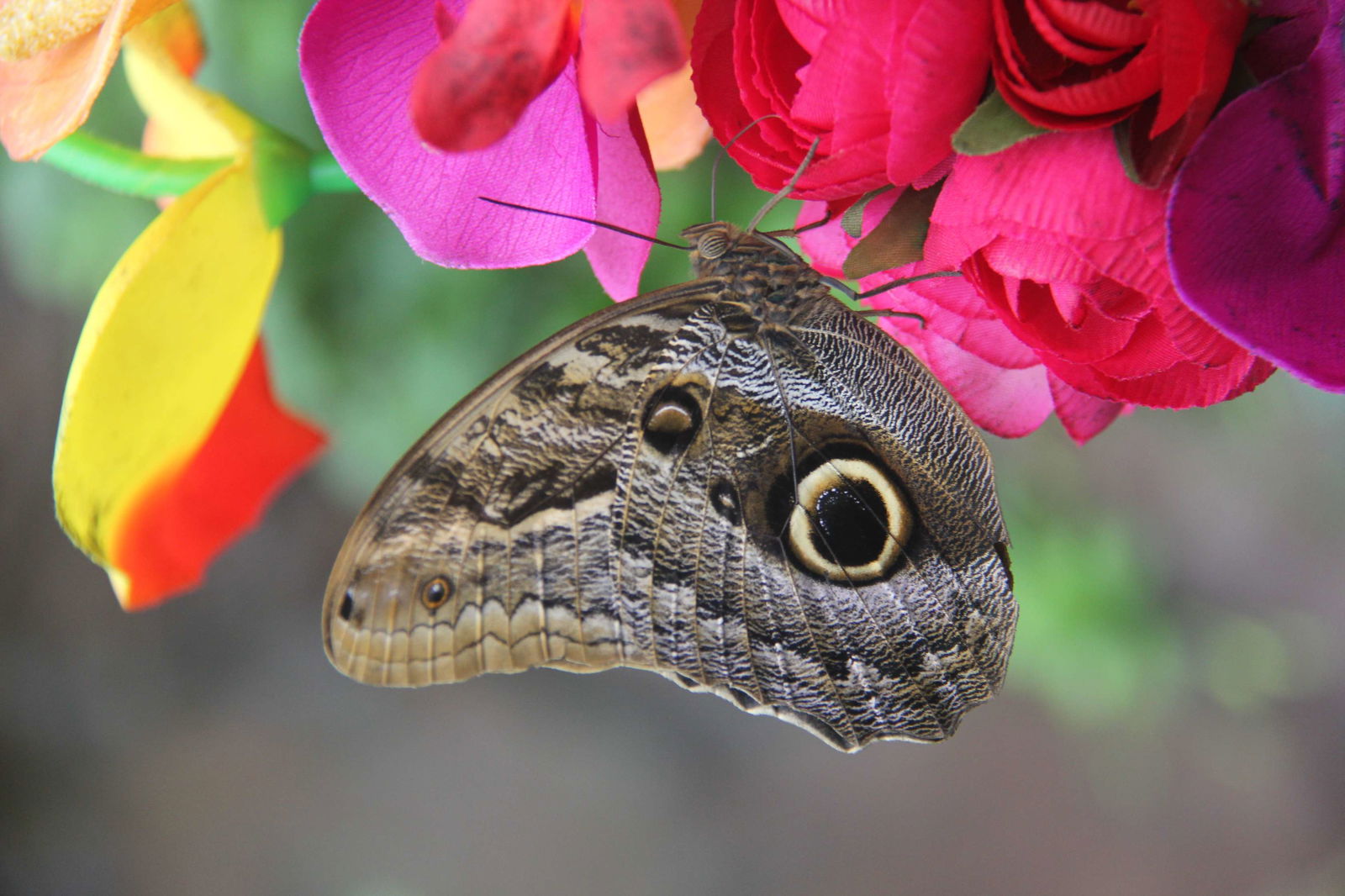 Butterflyhouse Hofburg Palace