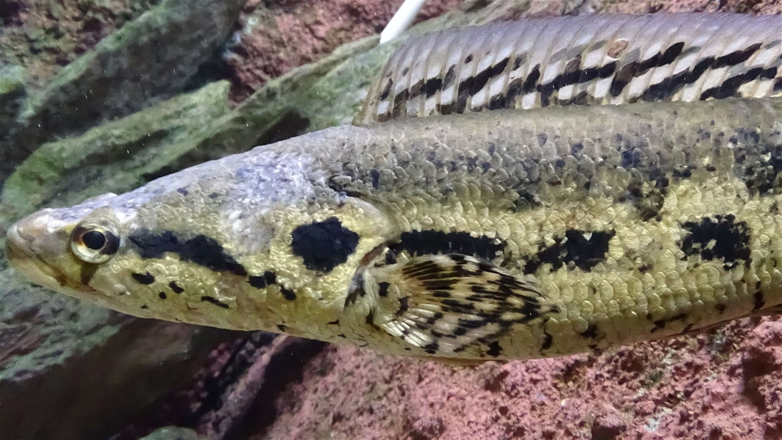 Aquarium de la Porte Dorée