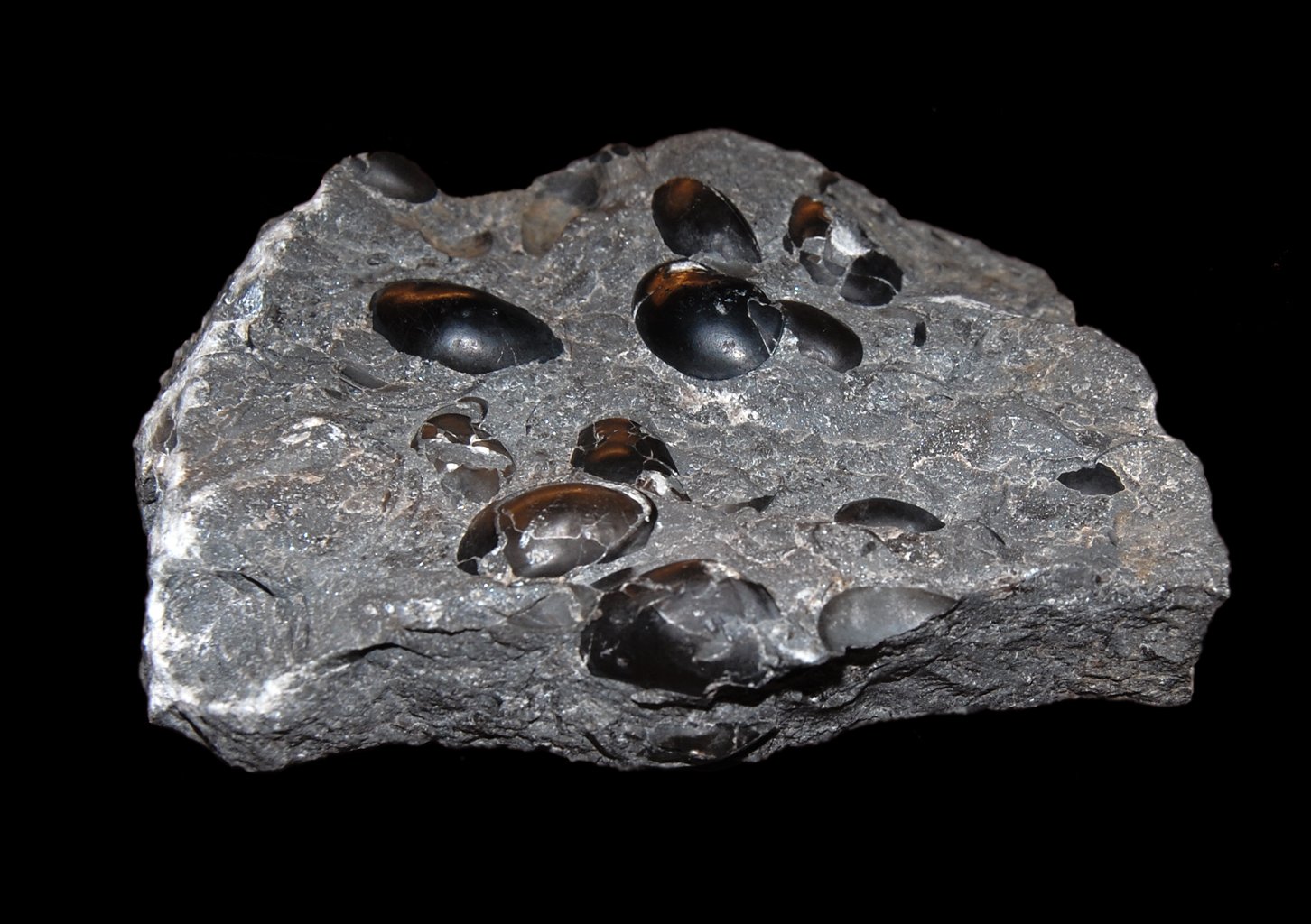 Natural History Museum