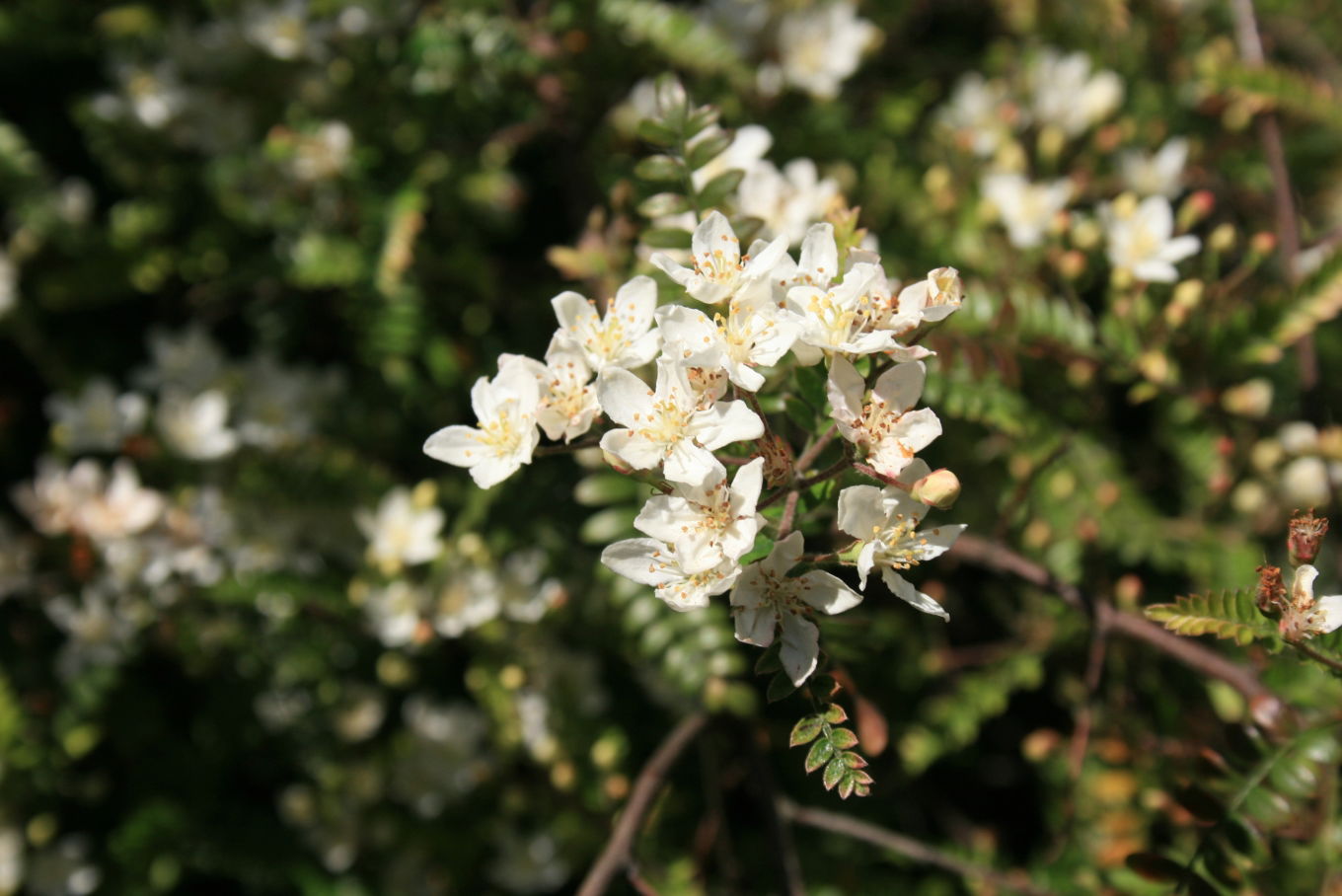 Chelsea Physic Garden