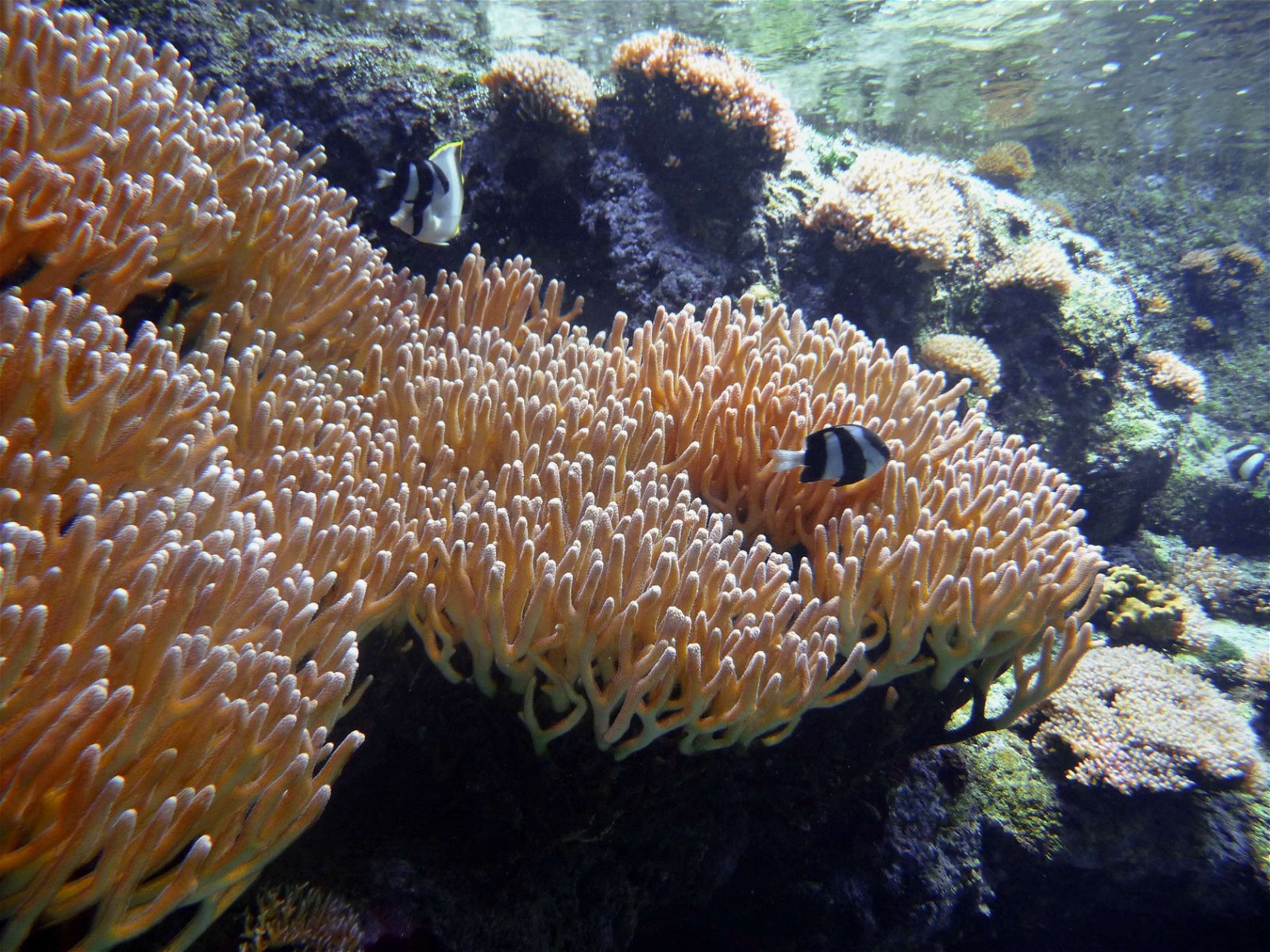 Aquarium de Paris - CineAqua
