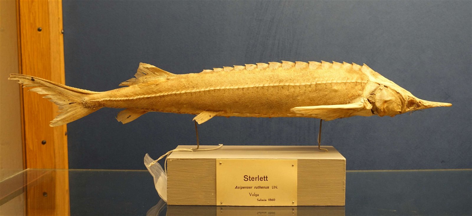 Swedish Museum of Natural History