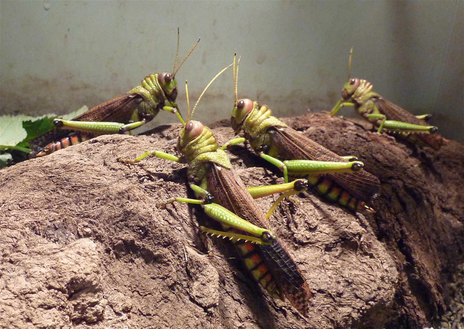 Wilhelma Zoologisch-Botanischer Garten