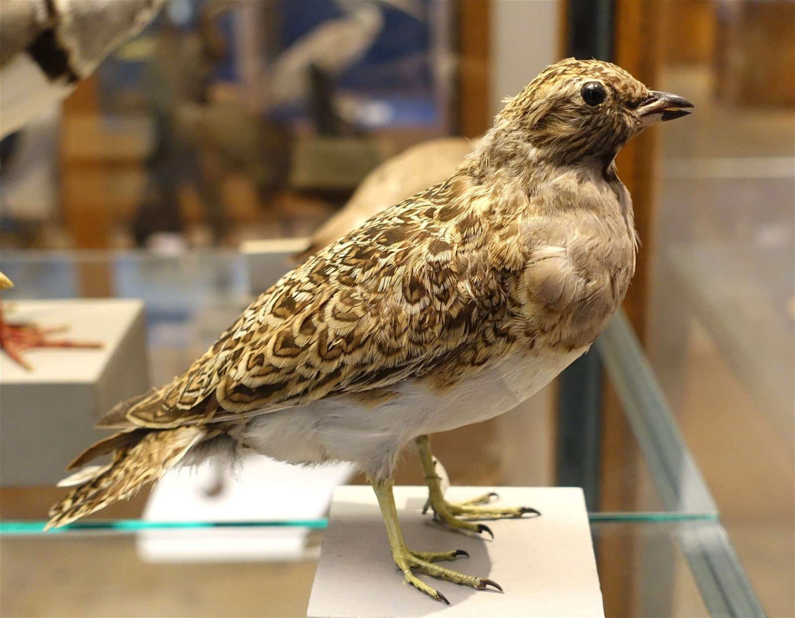 Swedish Museum of Natural History