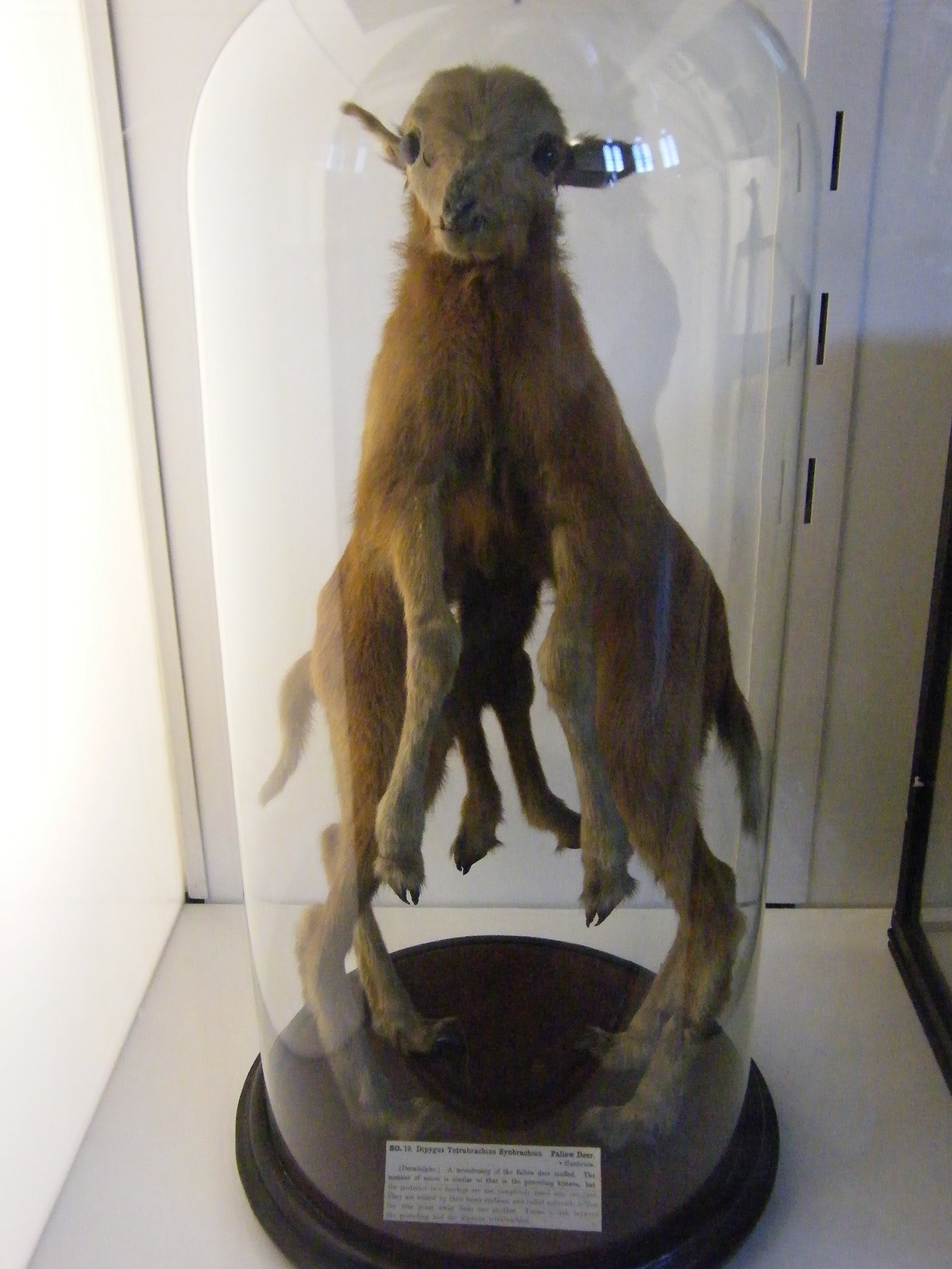 The Hunterian Museum and Art Gallery