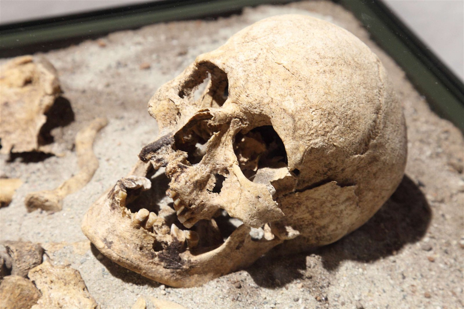 National History Museum