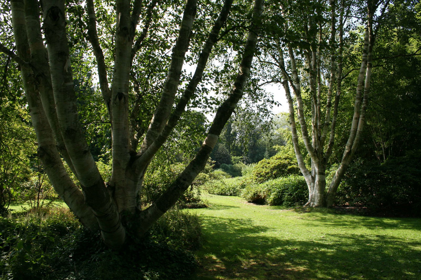 Arboretum de Kalmthout