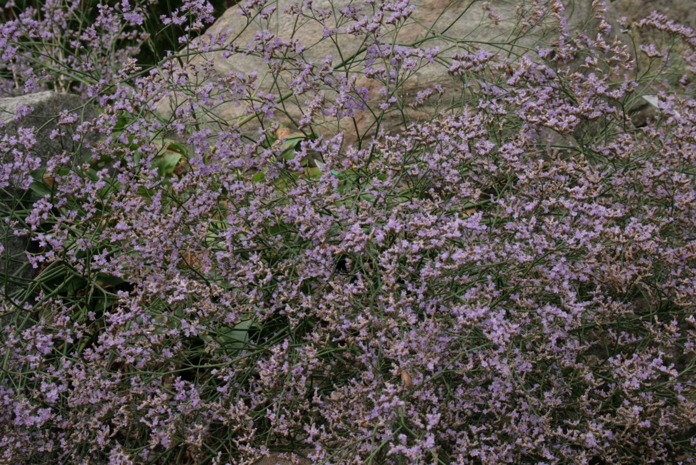 Aarhus Botanical Gardens