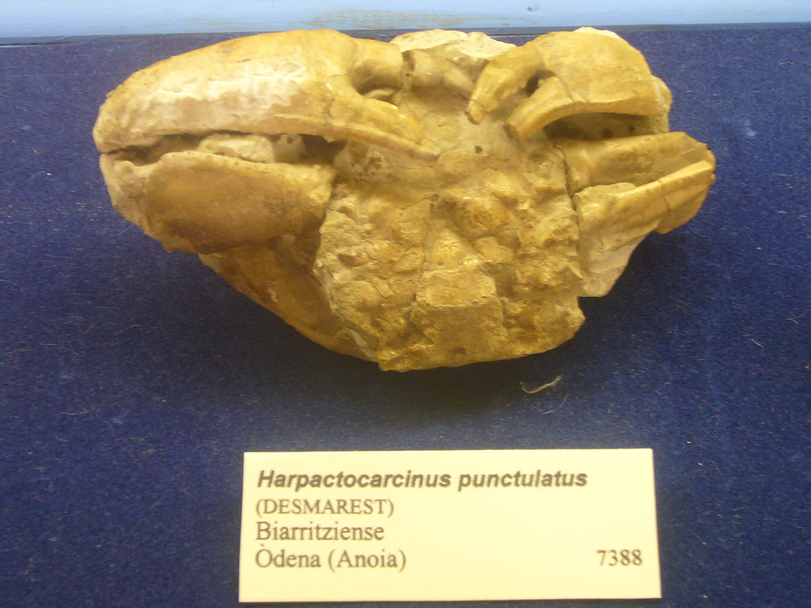 Museu Geologic del Seminari de Barcelona