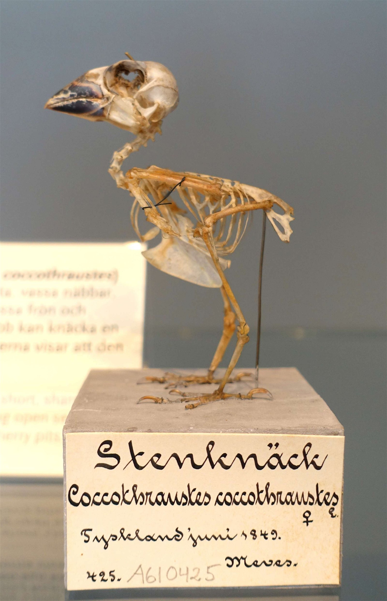 Swedish Museum of Natural History