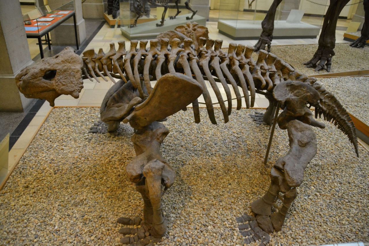 Paleontological Museum Munich (Munich) - Visitor Information & Reviews